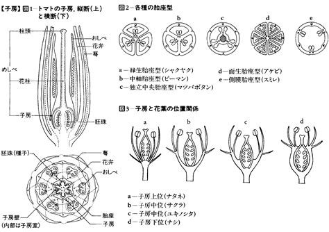 子房 成長|子房(シボウ)とは？ 意味や使い方